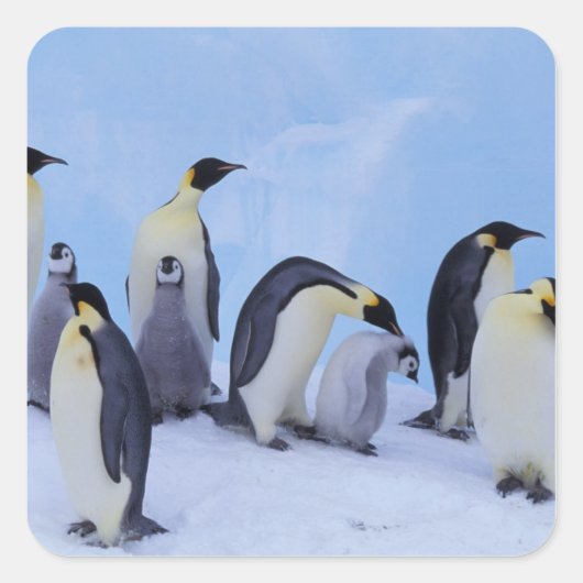Antarctica, keizerspinguïns vierkante sticker (Voorkant)