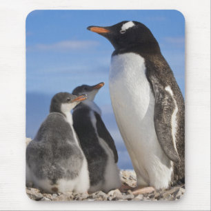 Antarctica, Neko Cove (Haven). Ezelpinguïn 2 Muismat
