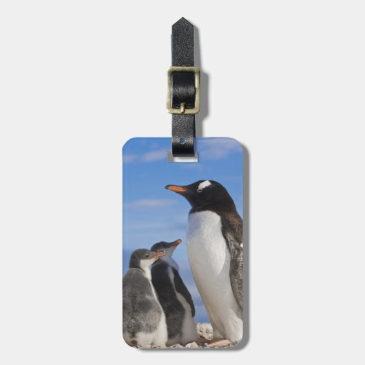 Antarctica, Neko Cove (Haven). Ezelspinguïn 2 Bagagelabel (Voorkant verticaal)