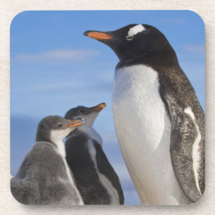 Antarctica, Neko Cove (Haven). Ezelspinguïn 2 Bier Onderzetter