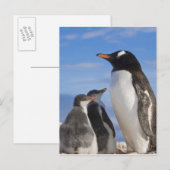 Antarctica, Neko Cove (Haven). Ezelspinguïn 2 Briefkaart (Voorkant / Achterkant)