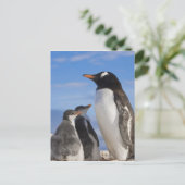 Antarctica, Neko Cove (Haven). Ezelspinguïn 2 Briefkaart (Staand voorkant)