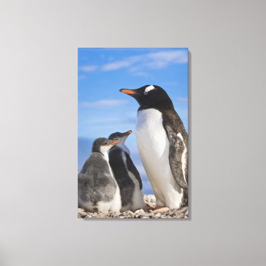 Antarctica, Neko Cove (Haven). Ezelspinguïn 2 Canvas Afdruk (Voorkant)