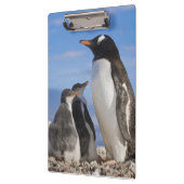 Antarctica, Neko Cove (Haven). Ezelspinguïn 2 Klembord (Links)