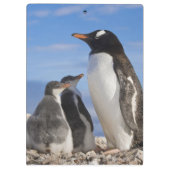 Antarctica, Neko Cove (Haven). Ezelspinguïn 2 Klembord (Achterkant)