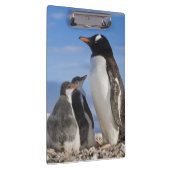 Antarctica, Neko Cove (Haven). Ezelspinguïn 2 Klembord (Rechts)
