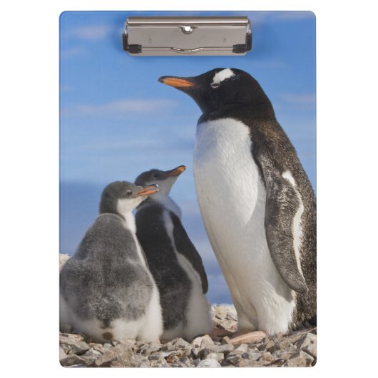 Antarctica, Neko Cove (Haven). Ezelspinguïn 2 Klembord (Voorkant)