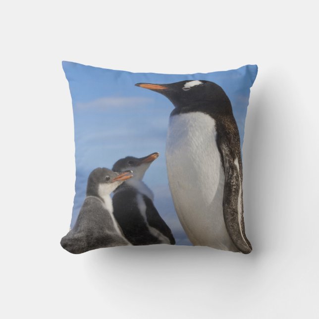 Antarctica, Neko Cove (Haven). Ezelspinguïn 2 Kussen (Voorkant)