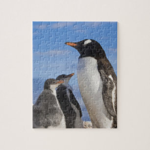 Antarctica, Neko Cove (Haven). Ezelspinguïn 2 Legpuzzel