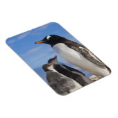 Antarctica, Neko Cove (Haven). Ezelspinguïn 2 Magneet (Rechterzijde)