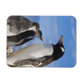 Antarctica, Neko Cove (Haven). Ezelspinguïn 2 Magneet (Horizontaal)
