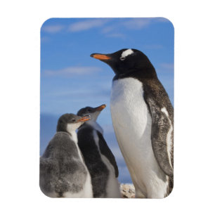 Antarctica, Neko Cove (Haven). Ezelspinguïn 2 Magneet