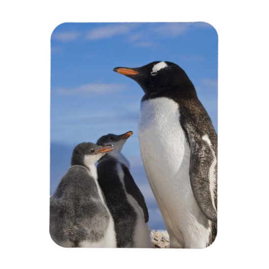 Antarctica, Neko Cove (Haven). Ezelspinguïn 2 Magneet (Verticaal)