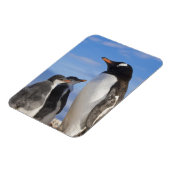 Antarctica, Neko Cove (Haven). Ezelspinguïn 2 Magneet (Linkerzijde)