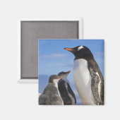 Antarctica, Neko Cove (Haven). Ezelspinguïn 2 Magneet (Voorkant / Achterkant)