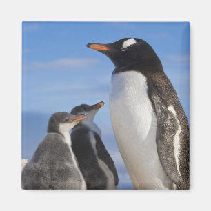 Antarctica, Neko Cove (Haven). Ezelspinguïn 2 Magneet