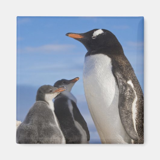 Antarctica, Neko Cove (Haven). Ezelspinguïn 2 Magneet (Voorkant)
