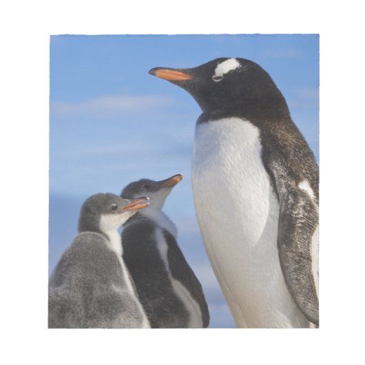 Antarctica, Neko Cove (Haven). Ezelspinguïn 2 Notitieblok (Voorkant)
