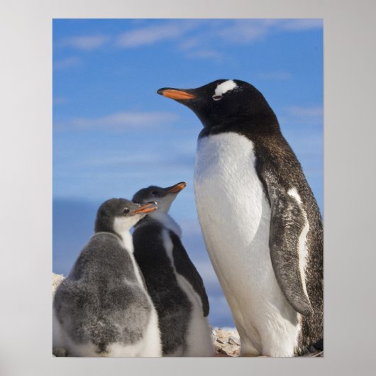 Antarctica, Neko Cove (Haven). Ezelspinguïn 2 Poster (Voorkant)