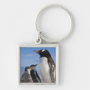 Antarctica, Neko Cove (Haven). Ezelspinguïn 2 Sleutelhanger