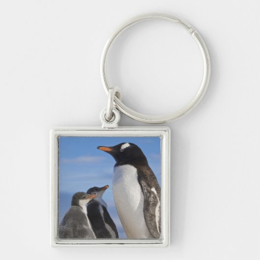 Antarctica, Neko Cove (Haven). Ezelspinguïn 2 Sleutelhanger (Voorkant)