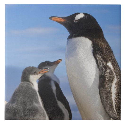 Antarctica, Neko Cove (Haven). Ezelspinguïn 2 Tegeltje (Voorkant)