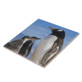 Antarctica, Neko Cove (Haven). Ezelspinguïn 2 Tegeltje (Zijkant)
