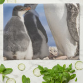 Antarctica, Neko Cove (Haven). Ezelspinguïn 2 Theedoek (Gevouwen)