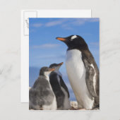 Antarctica, Neko Cove (haven). Gentoo pguin 2 Briefkaart (Voorkant / Achterkant)