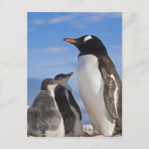 Antarctica, Neko Cove (haven). Gentoo pguin 2 Briefkaart