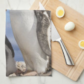 Antarctica, Neko Cove (haven). Gentoo pguin 2 Theedoek (Quarter Fold)