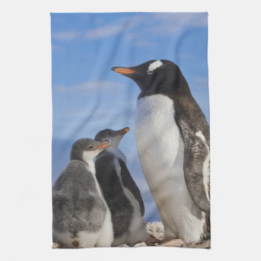 Antarctica, Neko Cove (haven). Gentoo pguin 2 Theedoek (Verticaal)