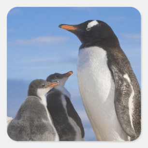 Antarctica, Neko Cove (Haven). Gentoo pinguïn 2 Vierkante Sticker