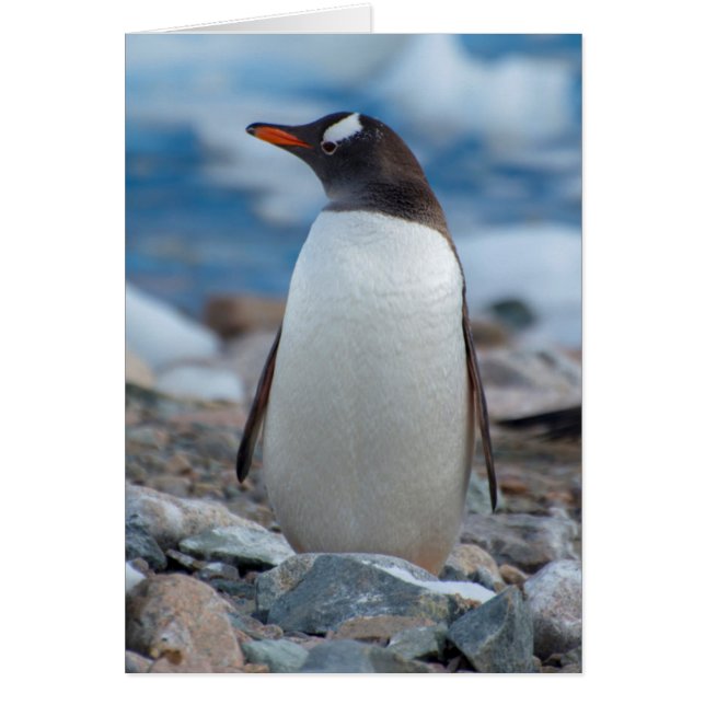 Antarctica. Neko Harbor. Ezelspinguïn (Voorkant)