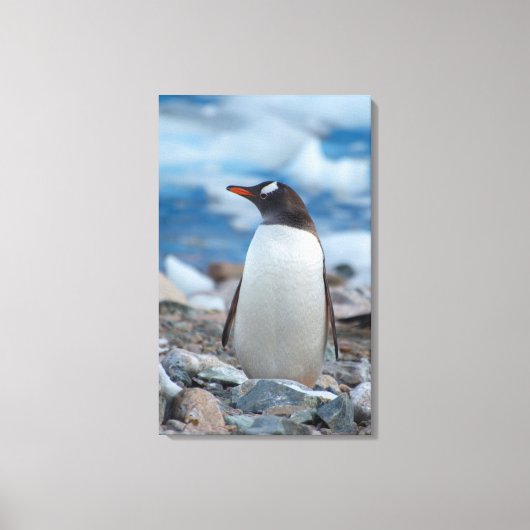 Antarctica. Neko Harbor. Ezelspinguïn Canvas Afdruk (Voorkant)