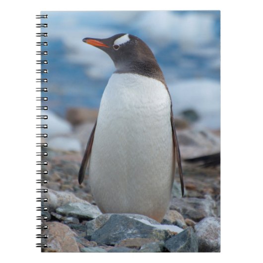 Antarctica. Neko Harbor. Ezelspinguïn Notitieboek (Voorkant)