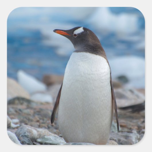 Antarctica. Neko Harbor. Ezelspinguïn Vierkante Sticker (Voorkant)