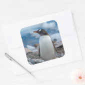 Antarctica. Neko Harbor. Ezelspinguïn Vierkante Sticker (Envelop)