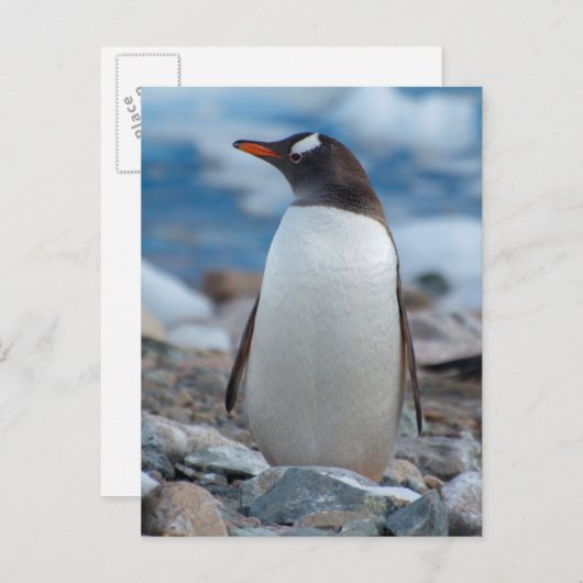 Antarctica. Neko Harbour. Gentoo Penguin Briefkaart (Voorkant / Achterkant)
