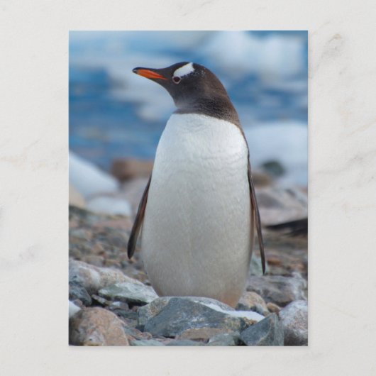 Antarctica. Neko Harbour. Gentoo Penguin Briefkaart (Voorkant)
