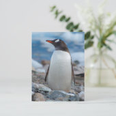 Antarctica. Neko Harbour. Gentoo Penguin Briefkaart (Staand voorkant)