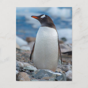Antarctica. Neko Harbour. Gentoo Penguin Briefkaart
