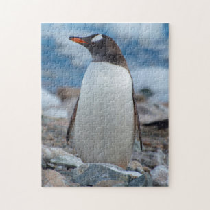 Antarctica. Neko Harbour. Gentoo Penguin Legpuzzel