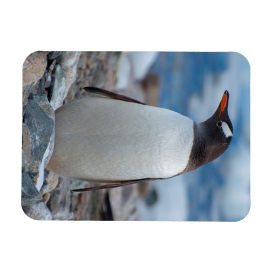 Antarctica. Neko Harbour. Gentoo Penguin Magneet (Horizontaal)