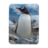 Antarctica. Neko Harbour. Gentoo Penguin Magneet (Verticaal)
