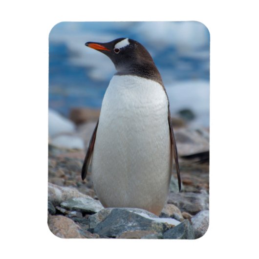 Antarctica. Neko Harbour. Gentoo Penguin Magneet (Verticaal)