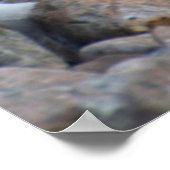 Antarctica. Neko Harbour. Gentoo Penguin Poster (Hoek)