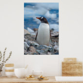 Antarctica. Neko Harbour. Gentoo Penguin Poster (Keuken)