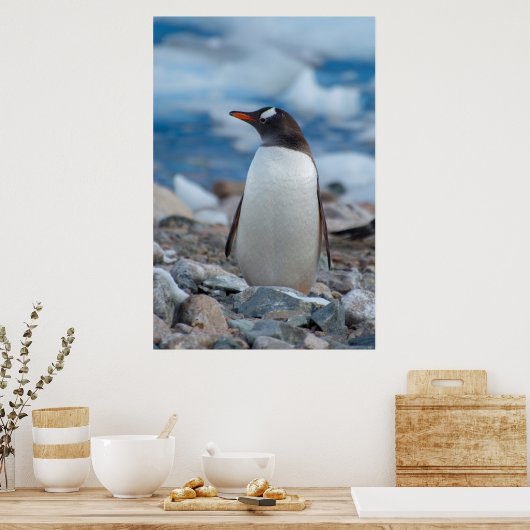 Antarctica. Neko Harbour. Gentoo Penguin Poster (Keuken)