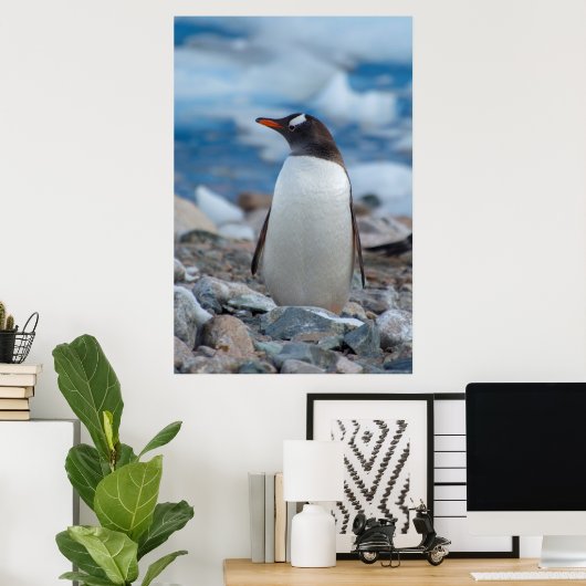 Antarctica. Neko Harbour. Gentoo Penguin Poster (Thuiskantoor)